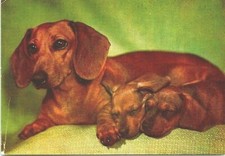 Postcard dachshunds mama for sale  Hatboro