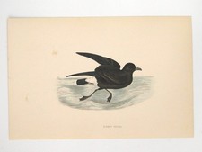 Estampa de pássaro britânico Stormy Petrel F O Morris A F Lydon c1870s colorida à mão comprar usado Estampa de pássaro britânico Stormy Petrel F O Morris A F Lydon c1870s colorida à mão comprar usado  Enviando para Brazil