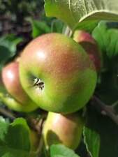 Apfel prinz albrecht gebraucht kaufen  Menslage