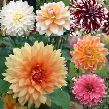 Mixed dinnerplate dahlias for sale  CANTERBURY