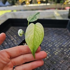 Monstera deliciosa white for sale  USA