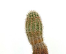 Echinocereus reichenbachii ky6 usato  Napoli