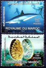 Marocco 2008 fauna usato  Italia