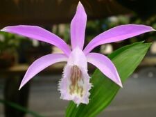 Pleione formosana. nice for sale  Shipping to Ireland