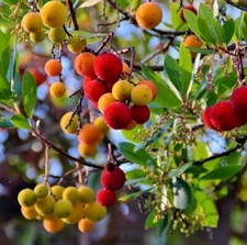 Boutures arbousier arbre d'occasion  Cahors