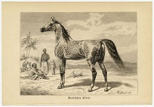 Arabisches pferd araber gebraucht kaufen  Göttingen
