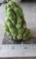 Columnar cactus monstrose for sale  Glendora