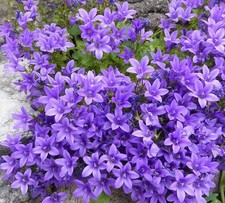 Campanula portenschlagiana lar for sale  BANGOR
