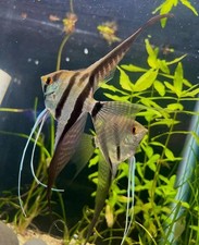 Silver veil angelfish for sale  Ocala