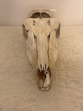 real cow skull for sale real cow skull for sale Gulf Breeze