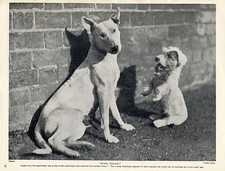 Bull terrier sealyham for sale  COLEFORD
