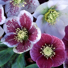 Helleborus helen ballard for sale  UK
