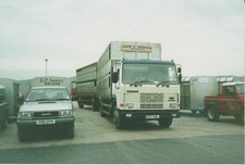 livestock for sale livestock for sale EGHAM