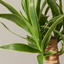Yucca elephantipes spineless for sale  GLASGOW