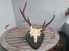 Trophée cerf élaphe d'occasion  Lorient