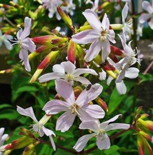 Samen seifen blume gebraucht kaufen  Calw