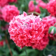Papaver somniferum frosted gebraucht kaufen  Hadamar