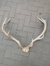 Vintage large taxidermy for sale  WOLVERHAMPTON