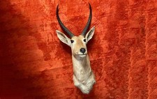 Schöner bergriedbock riedbock gebraucht kaufen  Berlin