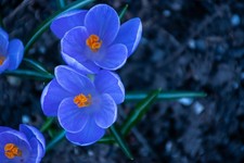 Schneekrokusse himmelblau krok gebraucht kaufen Schneekrokusse himmelblau krok gebraucht kaufen  Kaiserslautern
