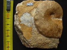 Ammonite muschelkalk ceratites d'occasion  La Chapelle-Saint-Luc