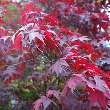 Acer plant atropurpureum for sale  GLASGOW