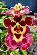 Oncidium sweet dots usato  Spedire a Italy