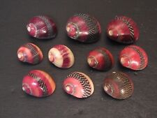 Awesome collection...neritina  for sale  Lakeland