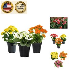Vibrant kalanchoe live for sale  Sunrise Beach