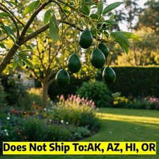 Joey avocado tree for sale  Vero Beach