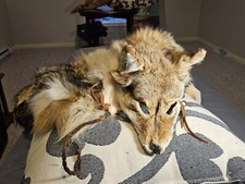 Beautiful handmade juvenile for sale  Holland