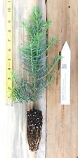 Noble fir tree for sale  Albany