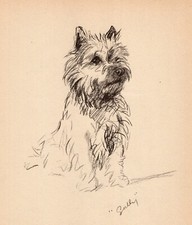 cairn terriers for sale cairn terriers for sale Harborton
