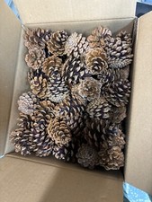 Pine cones 80mm for sale  WARE