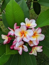 Plumeria frangipani cutting for sale  Vero Beach