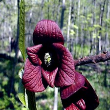 Stratified paw paw for sale  Lincolnton