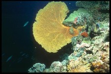 012047 yellow sea for sale  UK