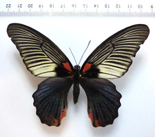 Entomologie schmetterling papi gebraucht kaufen  Haibach