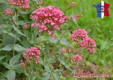 Valériane rouge rosenrot d'occasion  Pont-Audemer