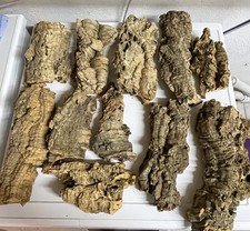 Korkrinde konvolut großen gebraucht kaufen  Sprockhövel