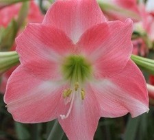 Rebecca large amaryllis for sale  Houma