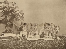 Gatinhos vestidos de gato em piquenique, festa de estreante, estampa fofa de 1915 comprar usado  Enviando para Brazil