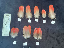 Eclectus parrot feathers for sale  Oakville