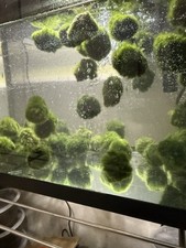 aquarium moss for sale aquarium moss for sale Indio
