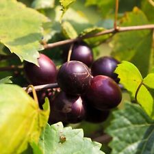 Delicious muscadine grape for sale  Lakeland