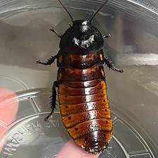 Adult female live for sale  Blandon