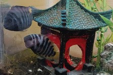 convict cichlid for sale convict cichlid for sale Hughesville