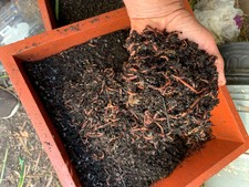 2000 red wigglers for sale  Encinitas