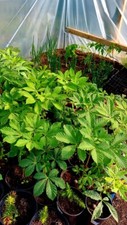 Horse chestnut growing for sale  NAIRN