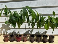 Tall live hass for sale  Redmond